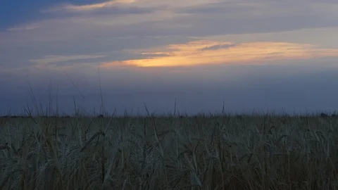 Wheat field Stock Footage 92058694