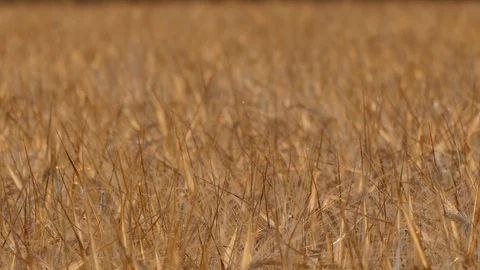 Wheat field Stock Footage 92058716