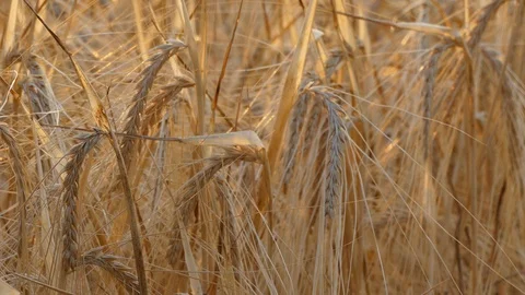 Wheat field Video stock 92058773