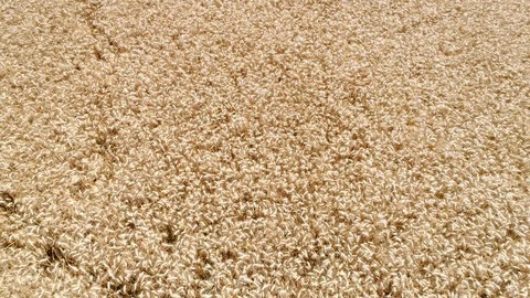 Wheat field Stockbeeldmateriaal 92706862