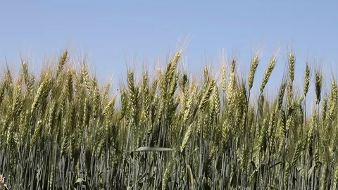 Wheat field Stock Footage 94739080