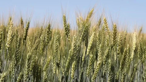 Wheat field Stock Footage 94739096