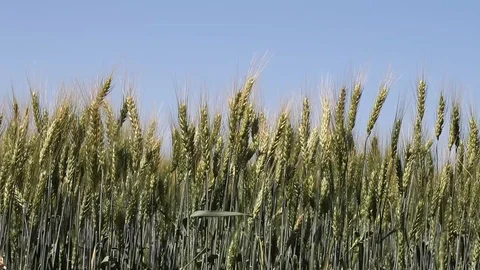 Wheat field Stock Footage 94739104