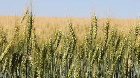 Wheat field Stock Footage 94739137