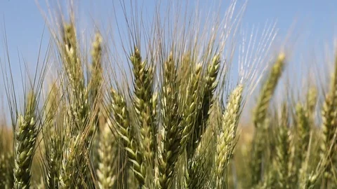 Wheat field Stock Footage 94739143