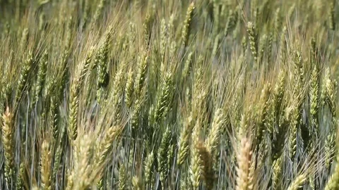 Wheat field Stock Footage 94739204