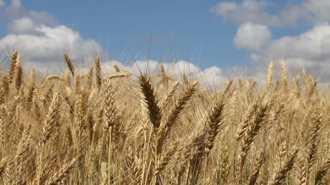 Wheat field Stock Footage 94739207