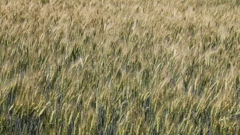 Wheat field Stock Footage 94739219