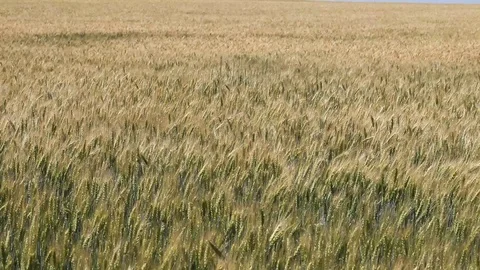 Wheat field Stock Footage 94810043