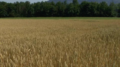 Wheat on a field Stock Footage 95165023