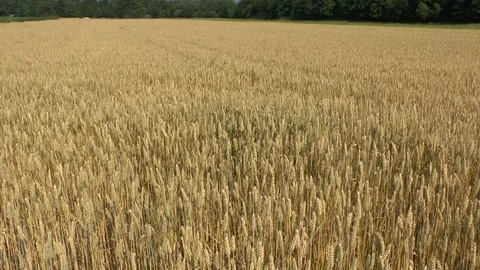 Wheat on a field Stock Footage 95165977