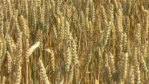 Wheat on a field Stock Footage 95166055
