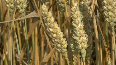 Wheat on a field Stock Footage 95166141