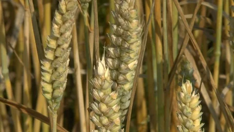 Wheat on a field Stock Footage 95166217