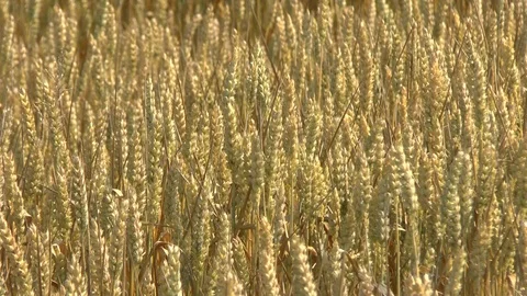 Wheat on a field Stock Footage 95166784