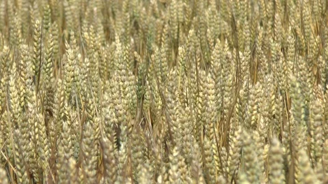 Wheat on a field Stock Footage 95166992