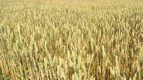Wheat on a field Stock Footage 95167137