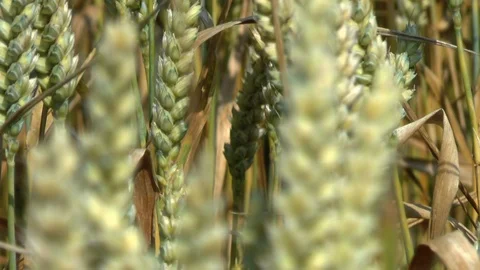 Wheat on a field Stock Footage 95167515