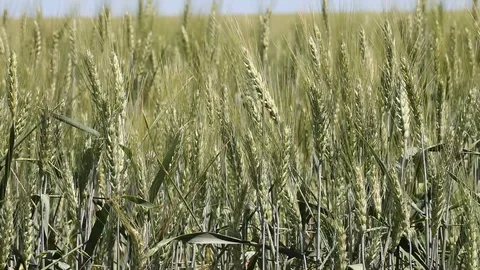 Wheat field Stock Footage 95424921