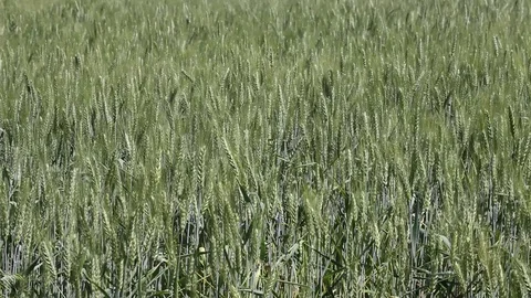 Wheat field Stock Footage 95424925