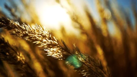 Wheat Field Stock Footage 97322919