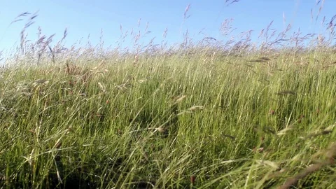 Wheat field Video stock 99434646