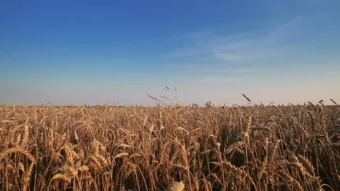 Wheat Field Stock Footage 100666896