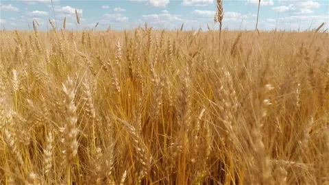 Wheat field Stock Footage 100666909