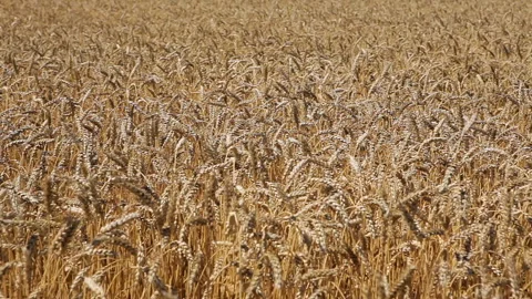 Wheat field. Stock Footage 102167376