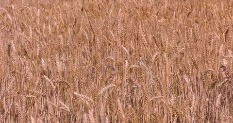 Wheat Field Stock Footage 103130533