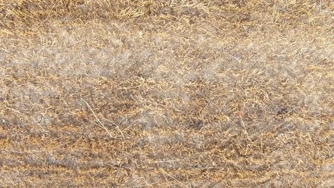 Wheat field up Video stock 104048305