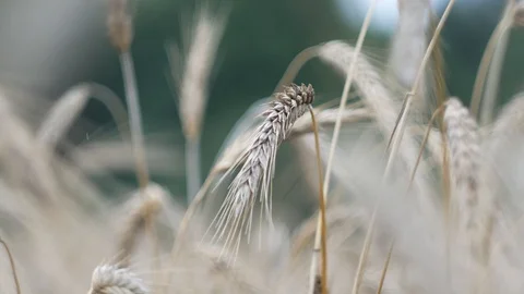 Wheat on the field Stock Footage