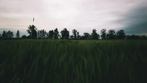 Wheat Field 스톡 동영상 108315299