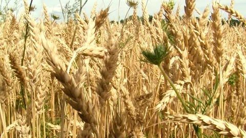 Wheat field Stock Footage 108554962