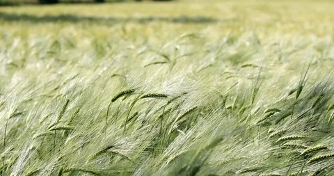 Wheat in a field Stock Footage 109394860