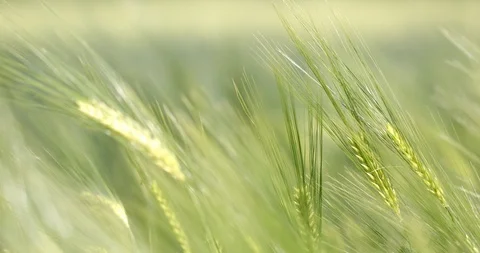 Wheat in a field Stock Footage 109394974
