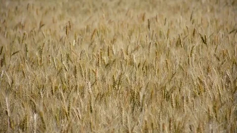 Wheat field Stock-Footage 110754345