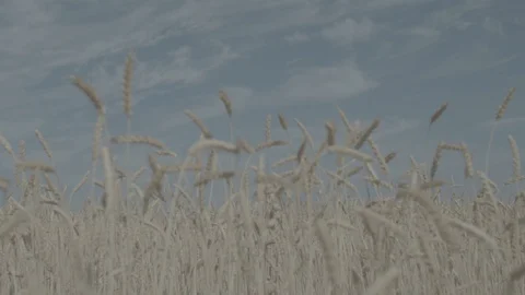 Wheat field Stock Footage 111378495