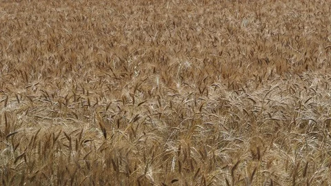 Wheat field Stock Footage 114188709