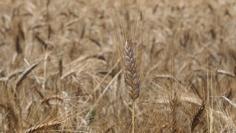 Wheat field Stock Footage 114190525