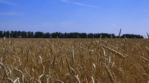 Wheat field Stock Footage 114363774