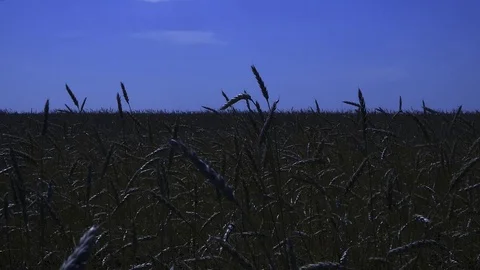 Wheat field Stock Footage 114363848