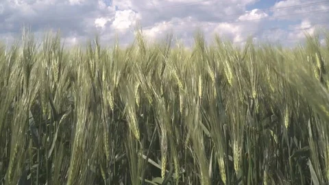 Wheat field Stockbeeldmateriaal 120574181