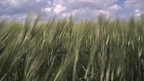 Wheat field Video stock 120574182