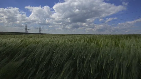 Wheat field Stockbeeldmateriaal 120574183