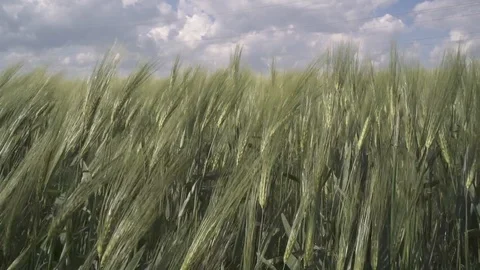 Wheat field Video stock 120574185