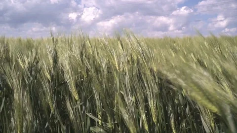 Wheat field Stockbeeldmateriaal 120574191