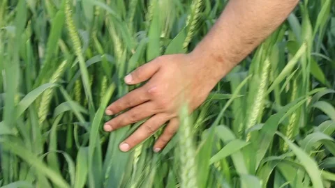Wheat Field Stock Footage 125568081