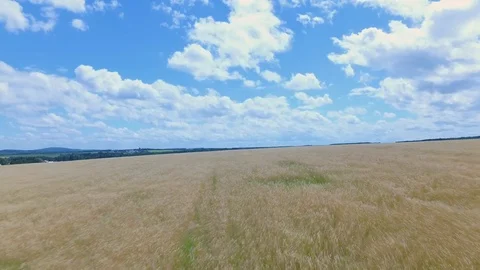 Wheat field 스톡 동영상 125776005