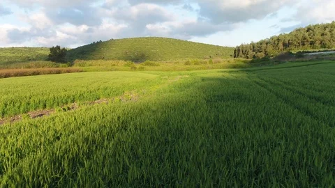 Wheat field Stock Footage 126946335